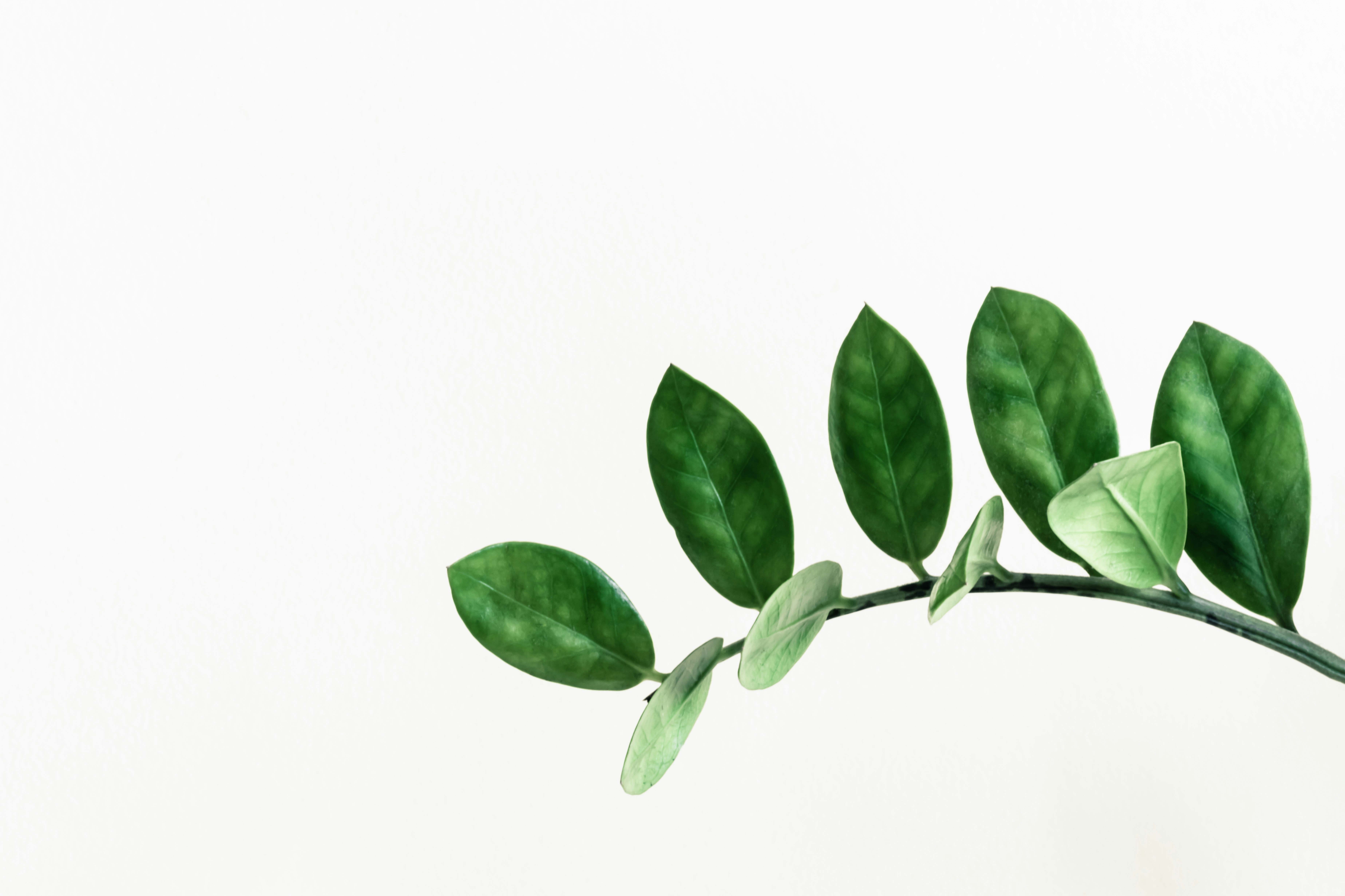 I now have a plant on my desk